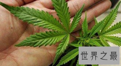 古代五大之最主食,竟然还有违禁品啊