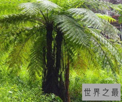 桫椤科称为植物界的活化石,想不到药用比医生开的方子还厉害