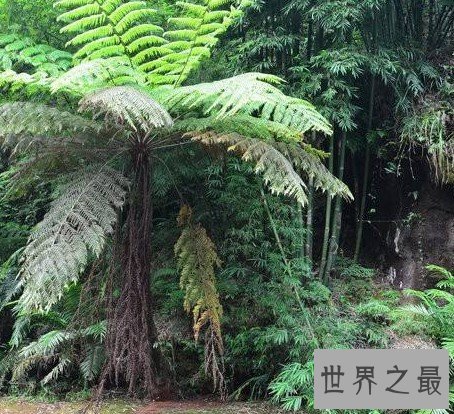 桫椤科称为植物界的活化石,想不到药用比医生开的方子还厉害