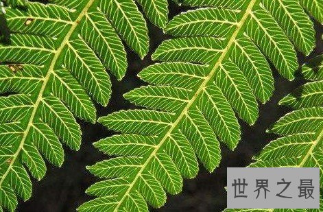 桫椤科称为植物界的活化石,想不到药用比医生开的方子还厉害
