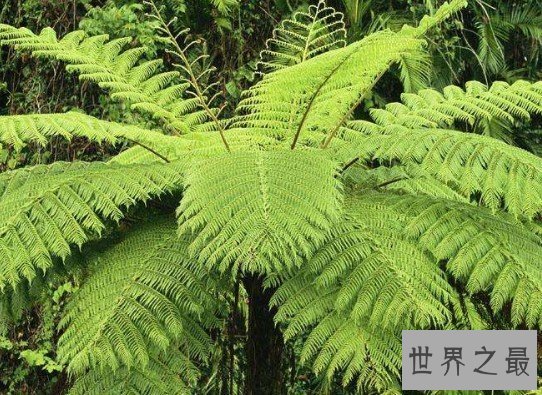 桫椤科称为植物界的活化石,想不到药用比医生开的方子还厉害