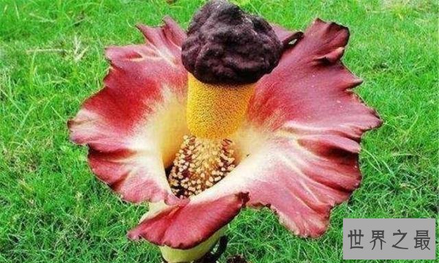 世界上最臭的花,7年一开花,看到的人会产生轻生幻觉