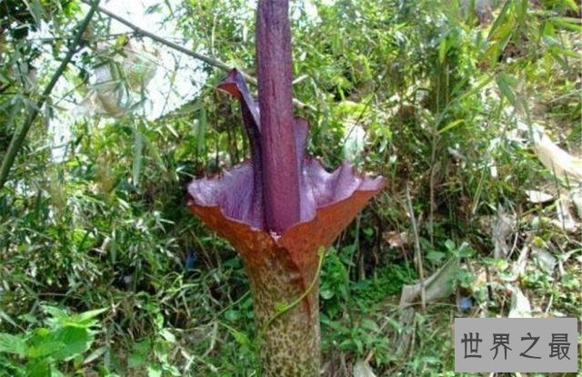 世界上最臭的花,7年一开花,看到的人会产生轻生幻觉