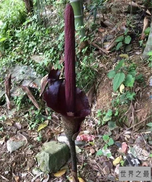 世界上最臭的花,7年一开花,看到的人会产生轻生幻觉