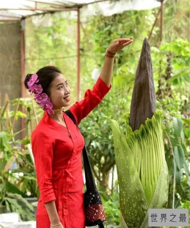 世界上最臭的花,7年一开花,看到的人会产生轻生幻觉
