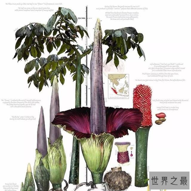 世界上最臭的花,7年一开花,看到的人会产生轻生幻觉