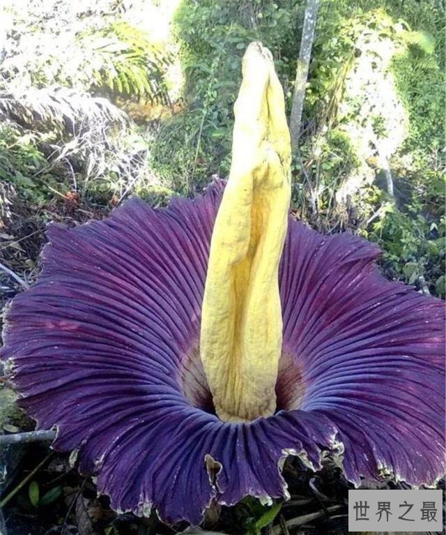 世界上最臭的花,7年一开花,看到的人会产生轻生幻觉