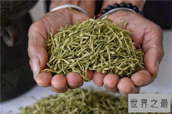金银花茶的功效与作用,能对抗外感风热喉咙干燥