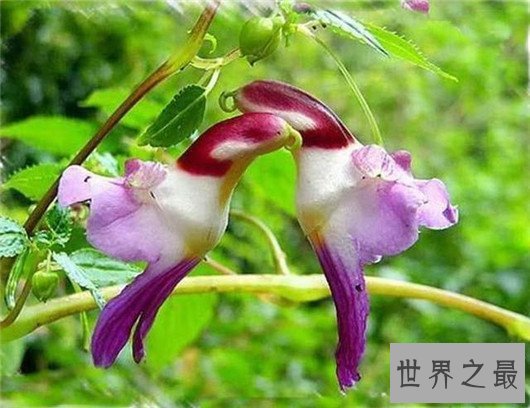 世界上最让人脸红的花,竟然长的如此逼真