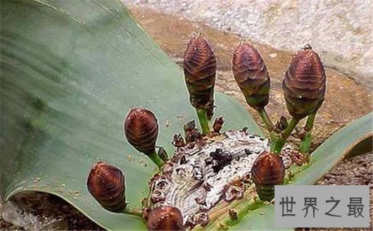 世界十大奇特植物,竟然有这种胎生植物