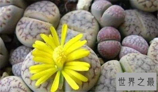 世界十大奇特植物,竟然有这种胎生植物