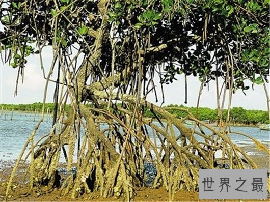 世界十大奇特植物,竟然有这种胎生植物