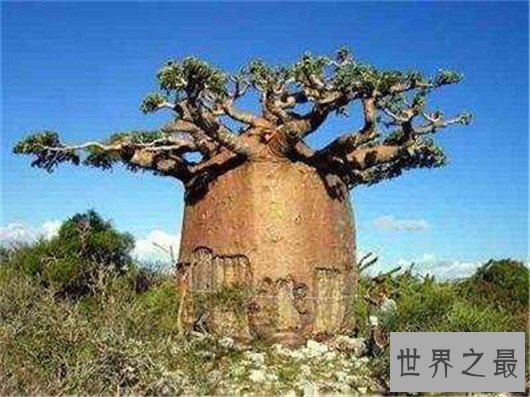 世界十大奇特植物,竟然有这种胎生植物