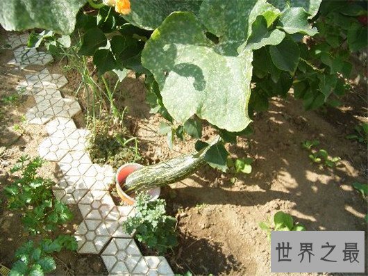 世界十大奇特植物,竟然有这种胎生植物