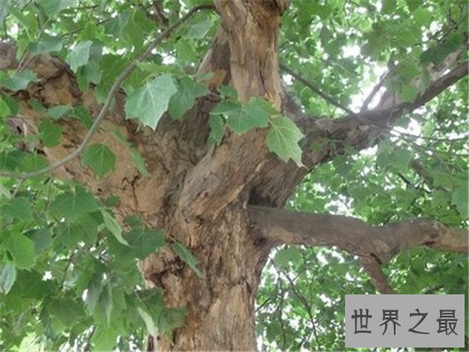 世界十大奇特植物,竟然有这种胎生植物
