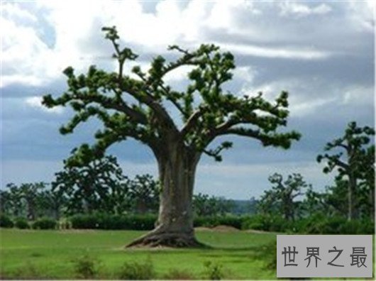 世界十大奇特植物,竟然有这种胎生植物