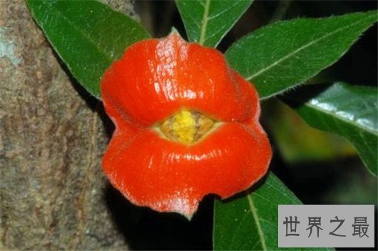 世界十大奇特植物,竟然有这种胎生植物