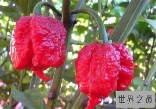 卡罗来纳死神是一种辣椒,食用后能把人辣晕倒