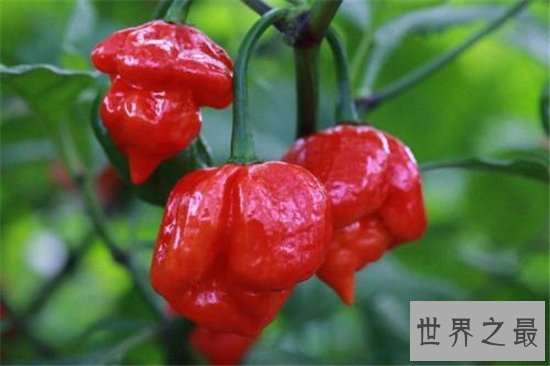 卡罗来纳死神是一种辣椒,食用后能把人辣晕倒