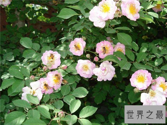 世界最香的花,竟然是路边最不起眼的野蔷薇!