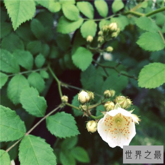 世界最香的花,竟然是路边最不起眼的野蔷薇!