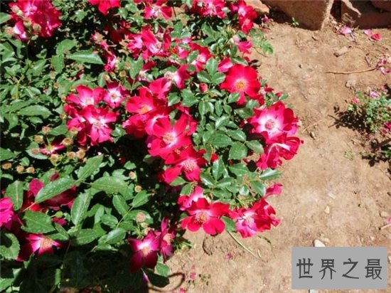 世界最香的花,竟然是路边最不起眼的野蔷薇!