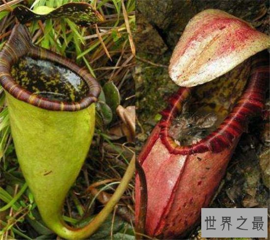 巨型猪笼草身形如儿童,是一种捕捉昆虫的食肉植物