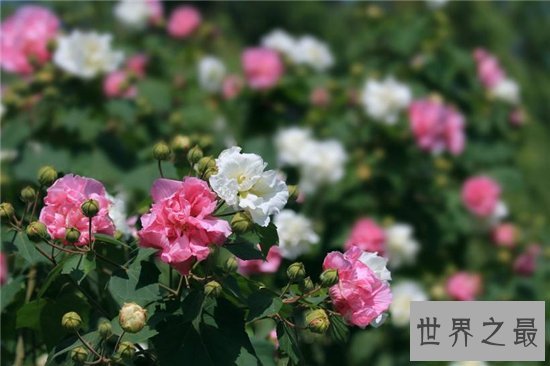 颜色变化最多的花,弄色木芙蓉的颜色真的是千变万化!