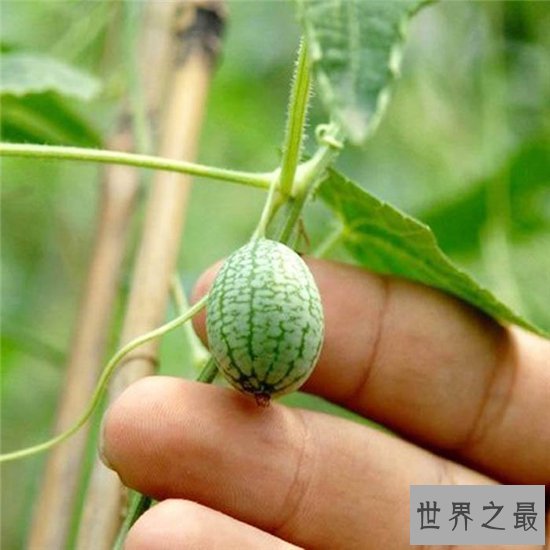 世界最小西瓜,竟然和一个葡萄一样大!