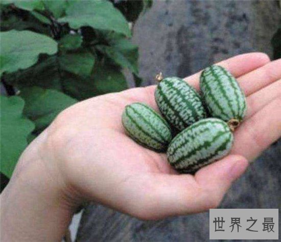 世界最小西瓜,竟然和一个葡萄一样大!