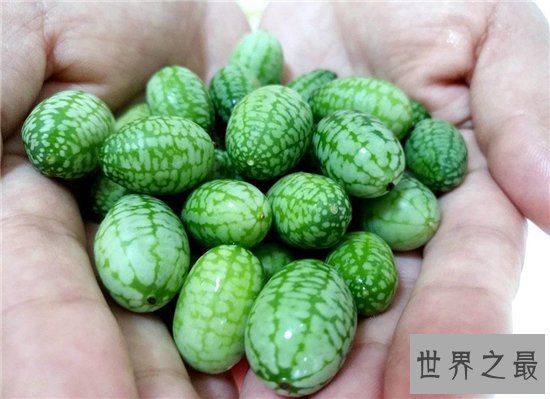 世界最小西瓜,竟然和一个葡萄一样大!
