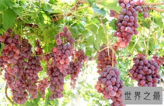提子和葡萄的区别,两者之间的营养价值不同
