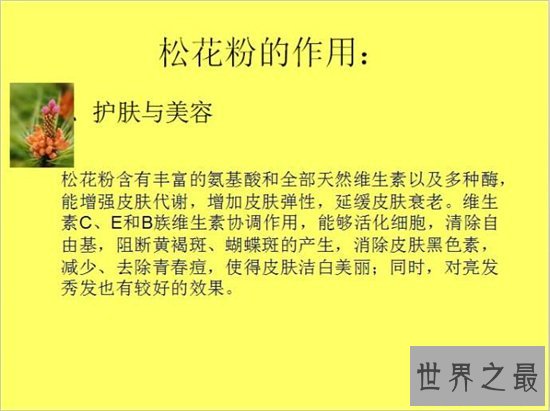 松花粉的功效与作用,对花粉过敏的人不建议使用