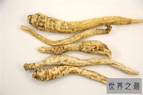 沙参的功效与作用,对饮食不规律睡眠不足的人很有效