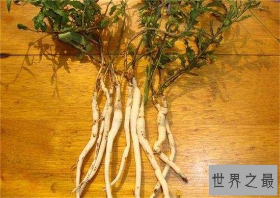 沙参的功效与作用,对饮食不规律睡眠不足的人很有效