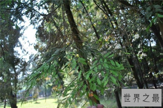 出木材最多的树,鸡毛松树干直径达三米!