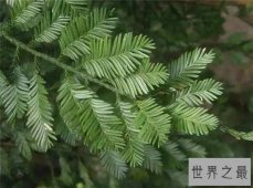 出木材最多的树，鸡毛松树干直径达三米！