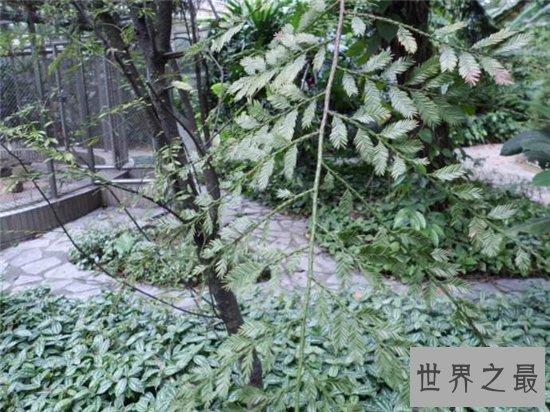 出木材最多的树,鸡毛松树干直径达三米!