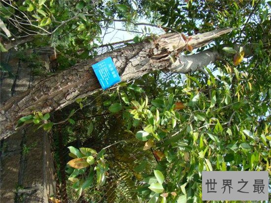 出木材最多的树,鸡毛松树干直径达三米!