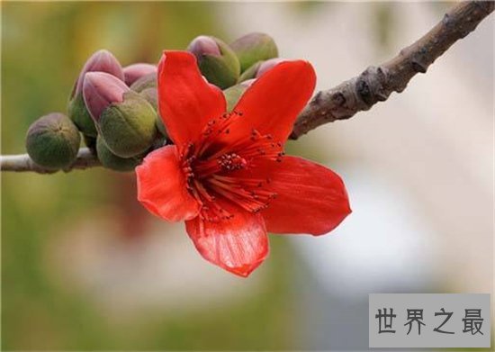 木棉花的功效有哪些?已成为一大滋补的保健品