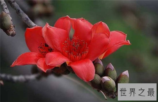 木棉花的功效有哪些?已成为一大滋补的保健品