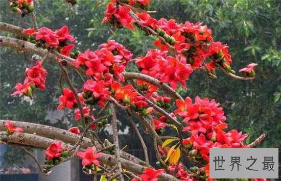 木棉花的功效有哪些?已成为一大滋补的保健品