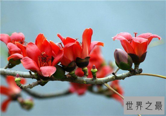 木棉花的功效有哪些?已成为一大滋补的保健品