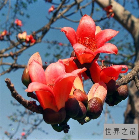木棉花的功效有哪些?已成为一大滋补的保健品