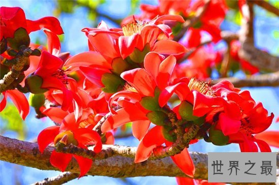 木棉花的功效有哪些?已成为一大滋补的保健品