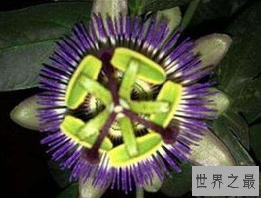 世界最阴险的植物,不管怎麽样都不要碰