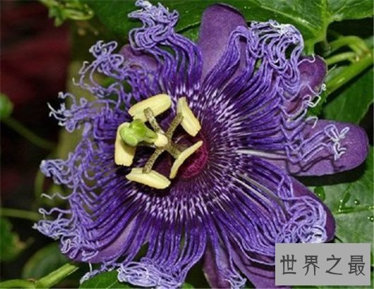 世界最阴险的植物,不管怎麽样都不要碰