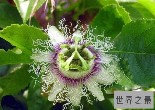 世界最阴险的植物,不管怎麽样都不要碰