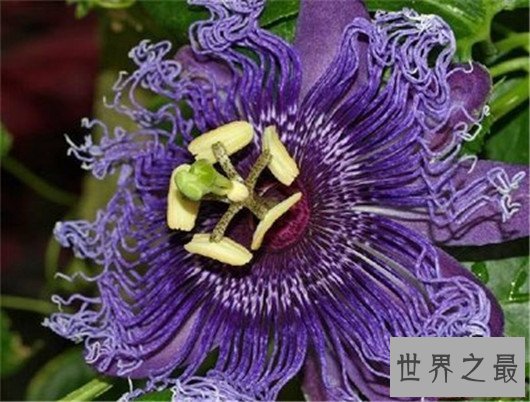 世界最阴险的植物,不管怎麽样都不要碰