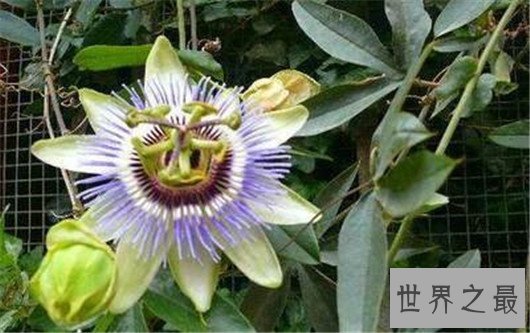 世界最阴险的植物,不管怎麽样都不要碰
